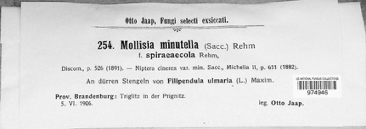Mollisia minutella image
